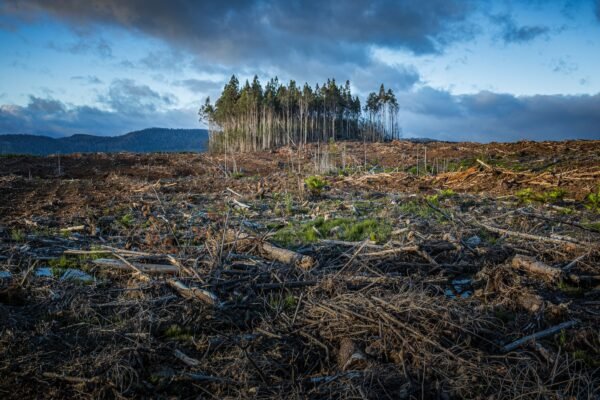 Reversing The Damage: Stopping Climate Change