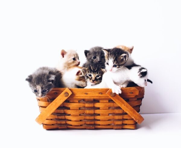 10 Common Health Problems in Cats: Symptoms and Treatments