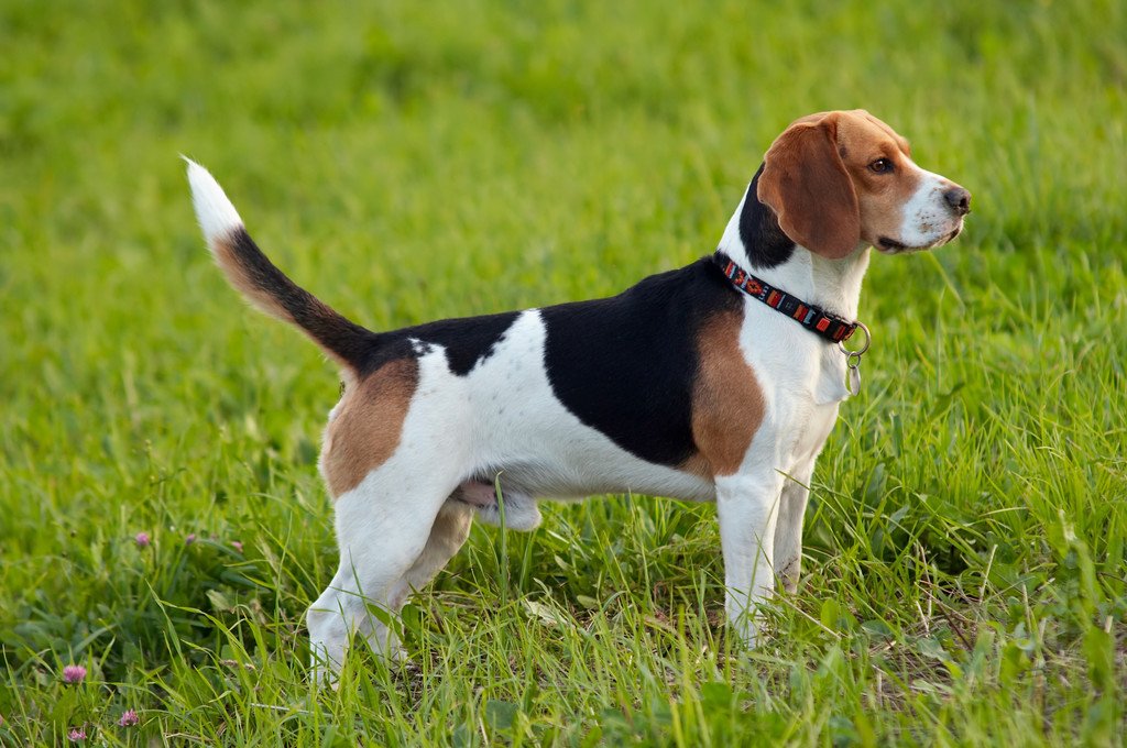 Hound Breeds