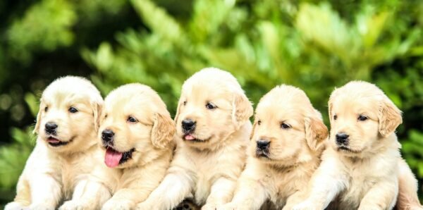 Finding The Right Fit: Choosing The Right Dog Breed