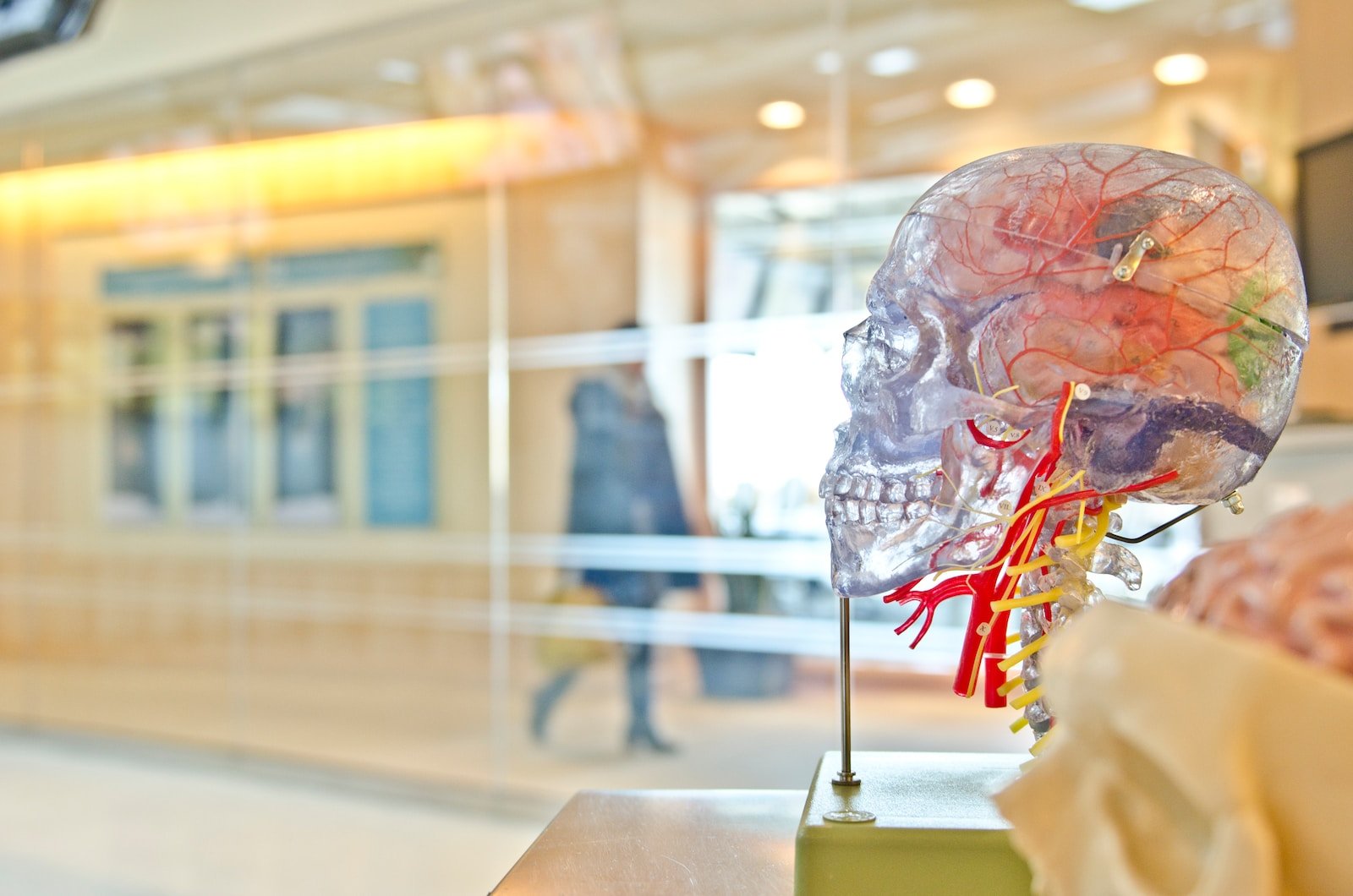 The role of neuroscience in understanding human behavior and cognition