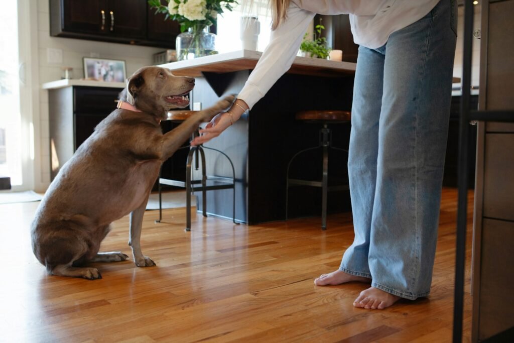 Introduction to Canine Trust