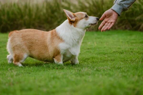 Dogs Trust And Loyalty