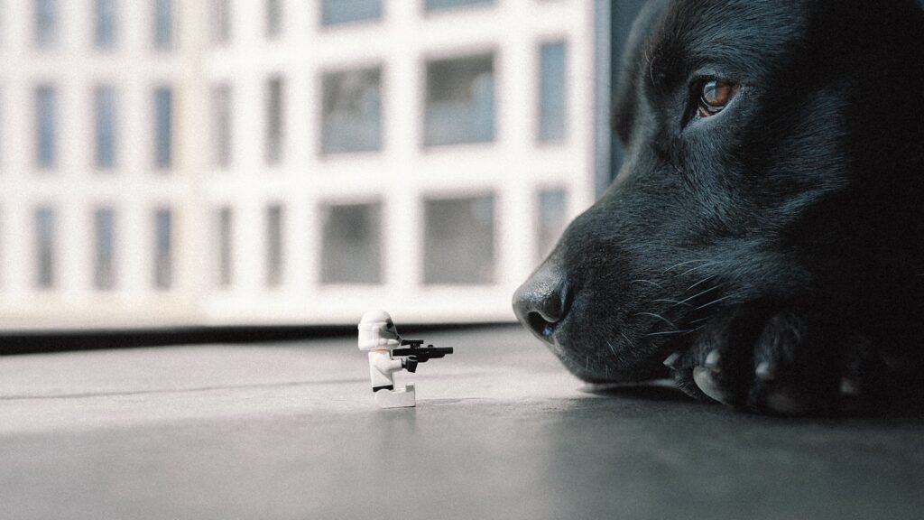 How Dogs Perceive Trust
